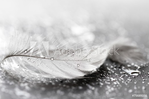 Bild på White feather with water drops